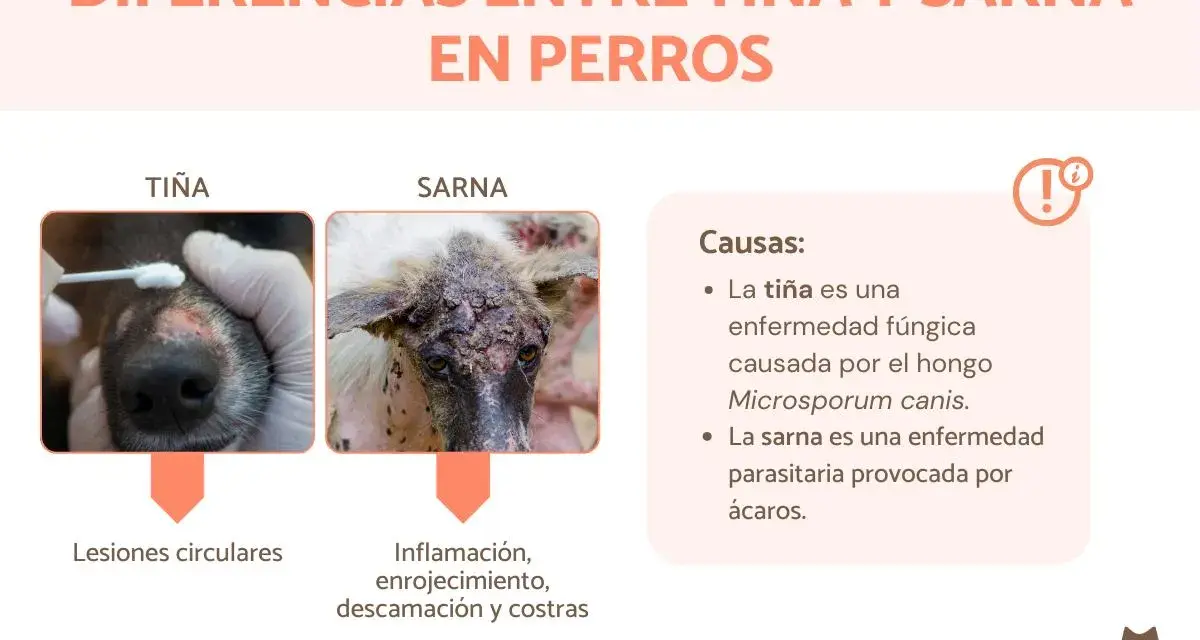 Comparativa visual de la diferencia entre sarna y tiña en perros: tiña con lesiones circulares y sarna con inflamación, enrojecimiento y costras.