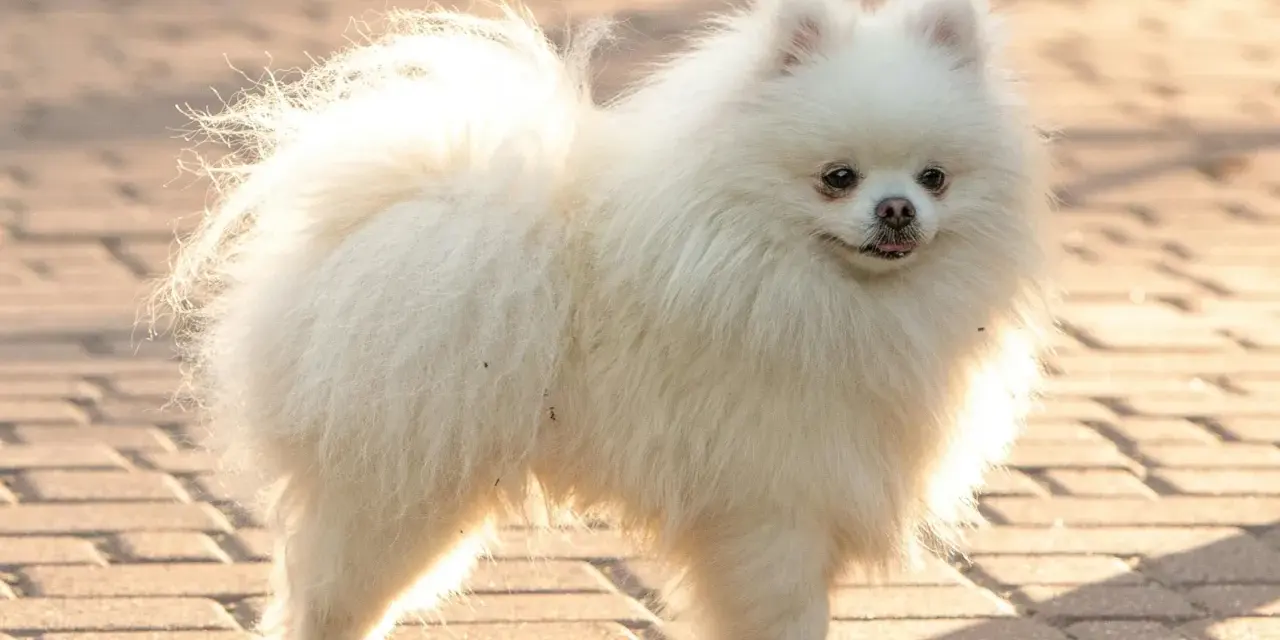 Un pomerania mediano blanco, con su cola esponjosa y pelaje abundante, posa sobre un camino de adoquines.