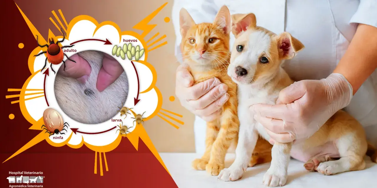 Ciclo de vida de la garrapata: adulto, huevos, larva, ninfa. ¿Cuánto vive una garrapata? Un gatito y un cachorro son examinados.