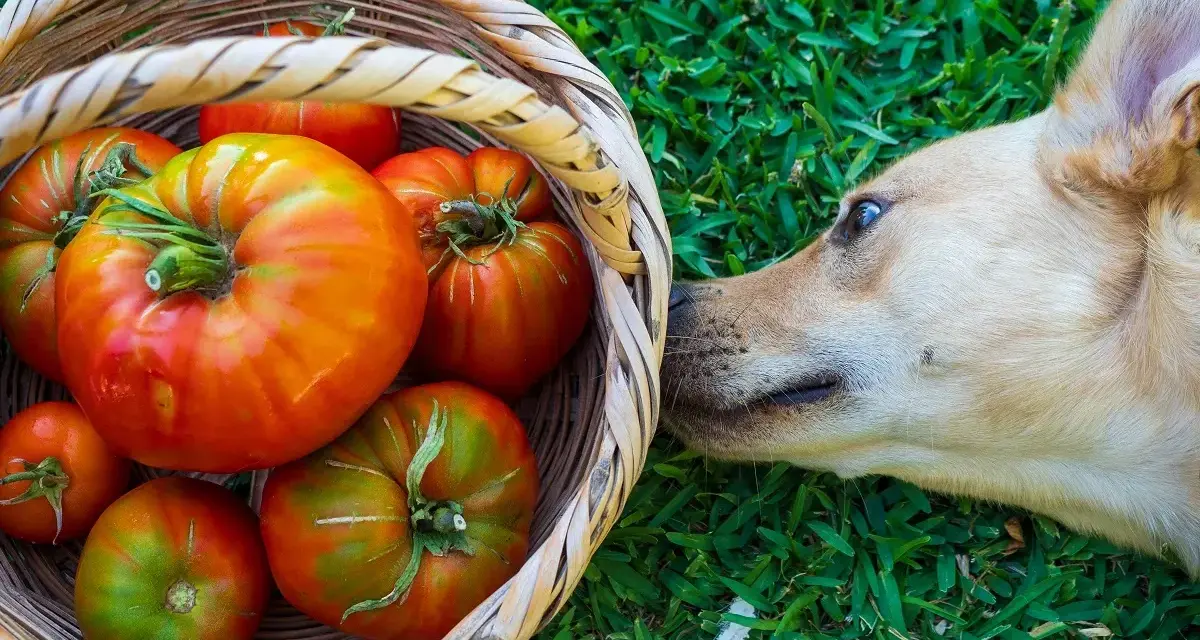 Un perro curioso olfatea una cesta llena de tomates. ¿Sabías que los perros pueden comer tomate?