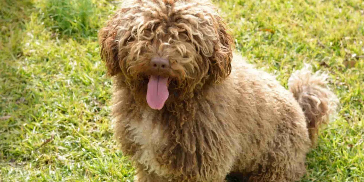 Un perro de agua marrón con pelo rizado y la lengua fuera, sentado en la hierba verde.