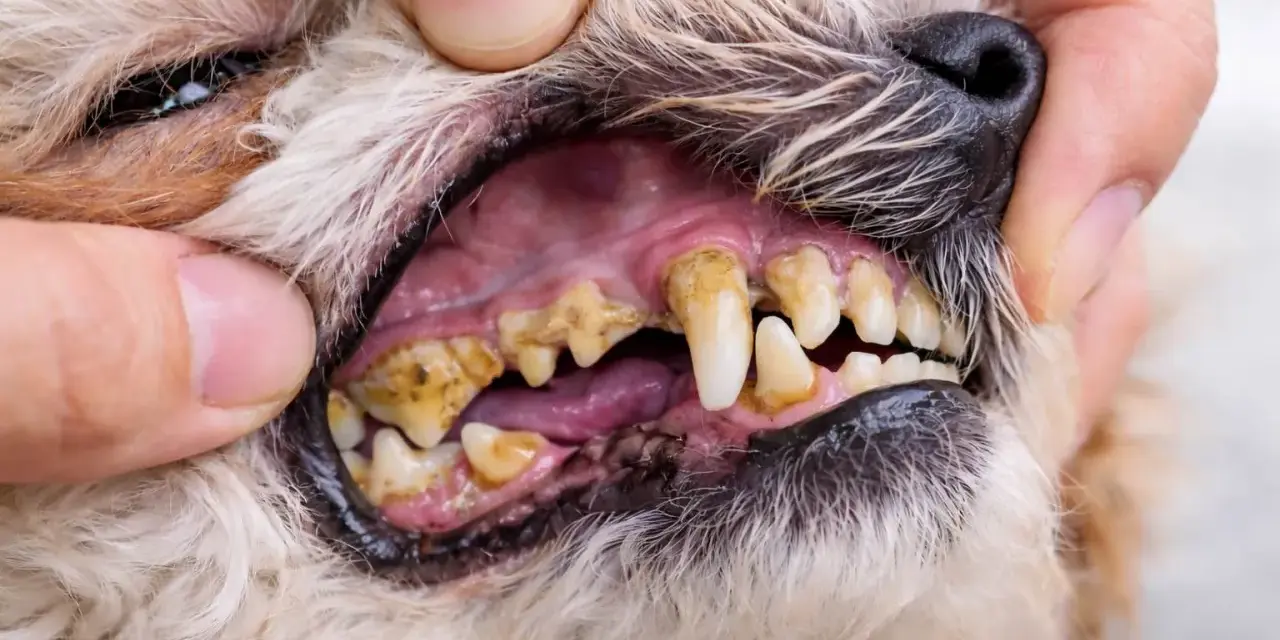 Dientes de perro con sarro visible, encías inflamadas y mal aliento. Es importante cuidar la salud bucal de tu mascota para evitar problemas.