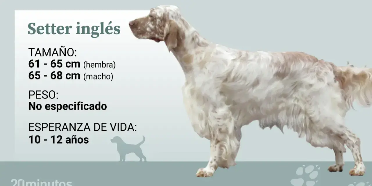 Un elegante setter inglés, con su pelaje blanco y manchas marrones, se muestra con información sobre su tamaño y esperanza de vida.