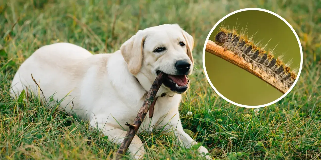 Un perro labrador juega con un palo mientras una oruga procesionaria, peligrosa para los perros, se muestra en un círculo.