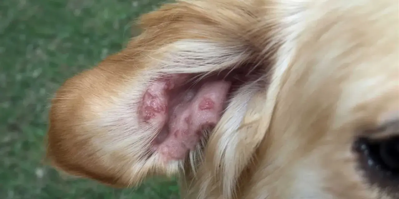 Oreja de perro con lesiones rojizas, posiblemente por picaduras de flebotomos.