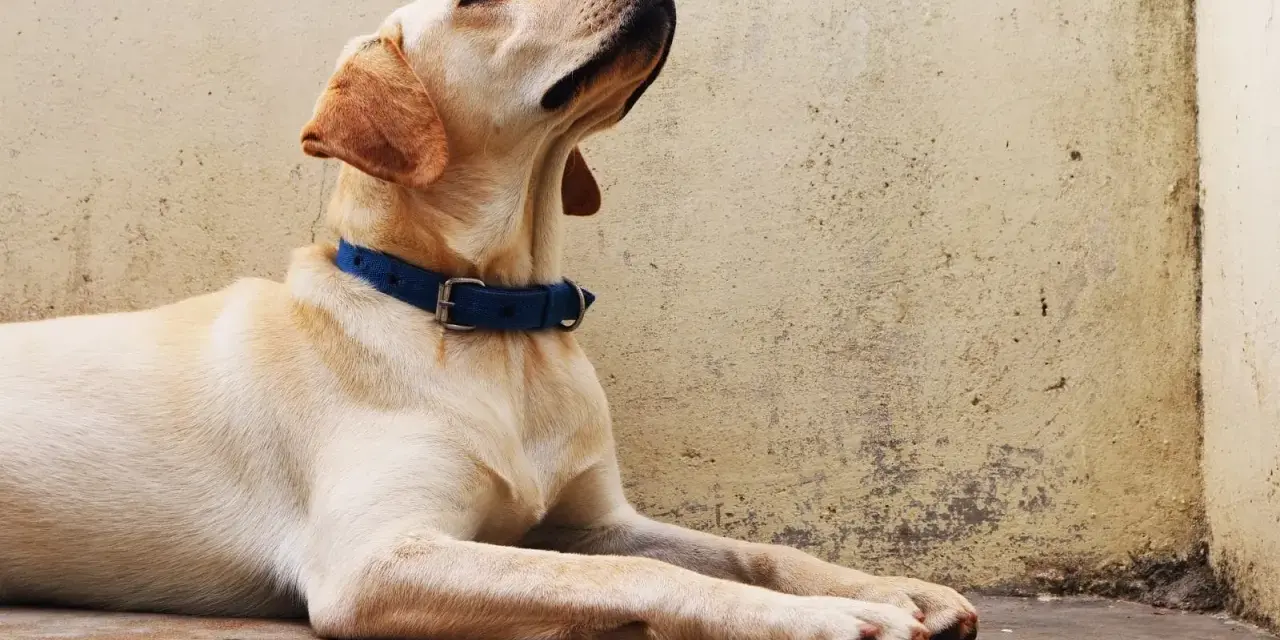 Labrador con collar azul, esperando atentamente. ¡Seguro que está aprendiendo nuevos trucos para perros!