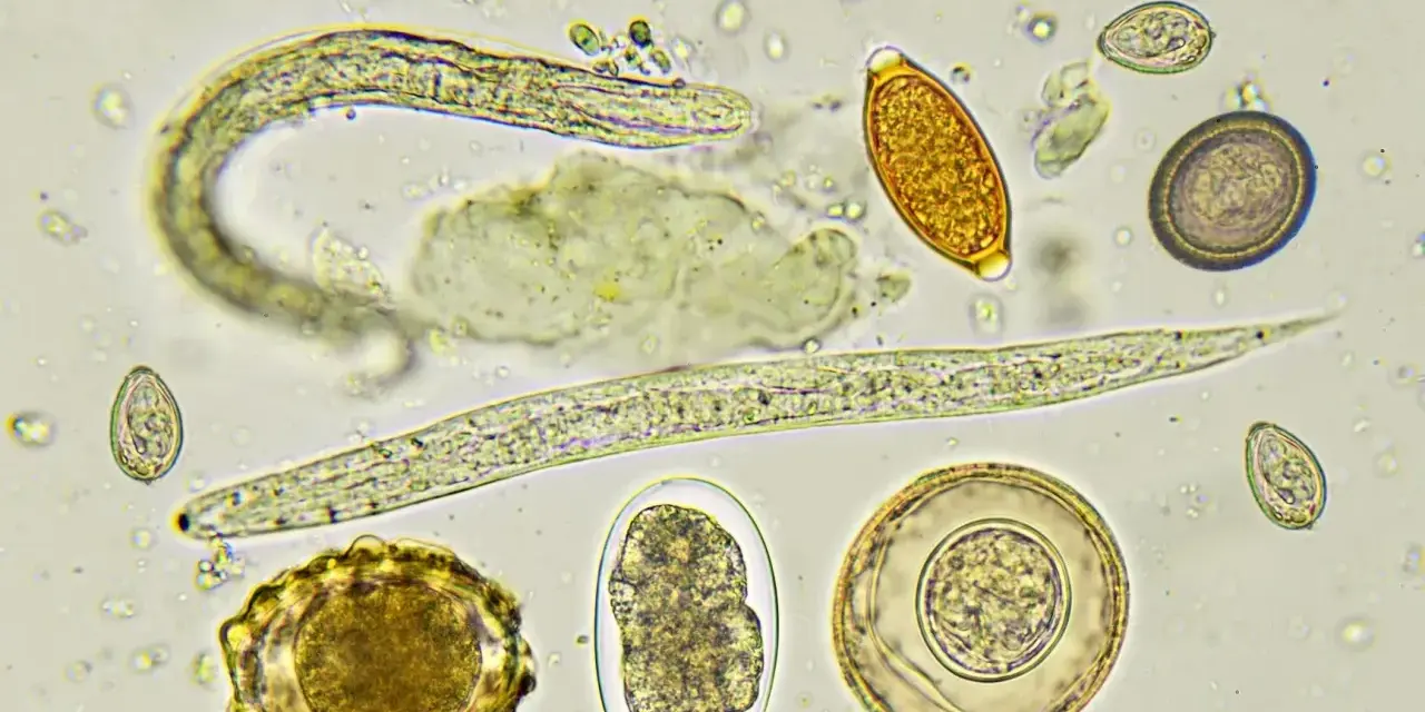 Microscopio muestra huevos y larvas de lombrices en perros. Se observan diferentes formas y tamaños de huevos, algunos con embriones.