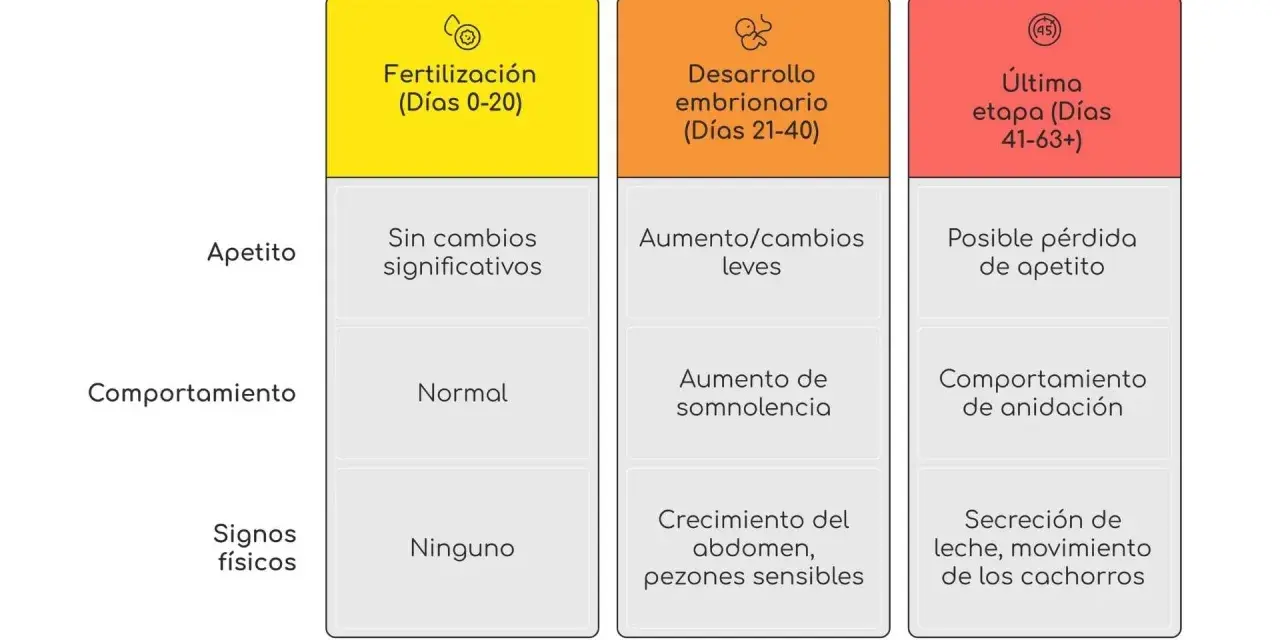 Tabla que detalla las etapas de gestación canina, desde la fertilización hasta la última etapa, indicando cambios en apetito, comportamiento y signos físicos. Así se sabe cuanto tarda un perro en parir.