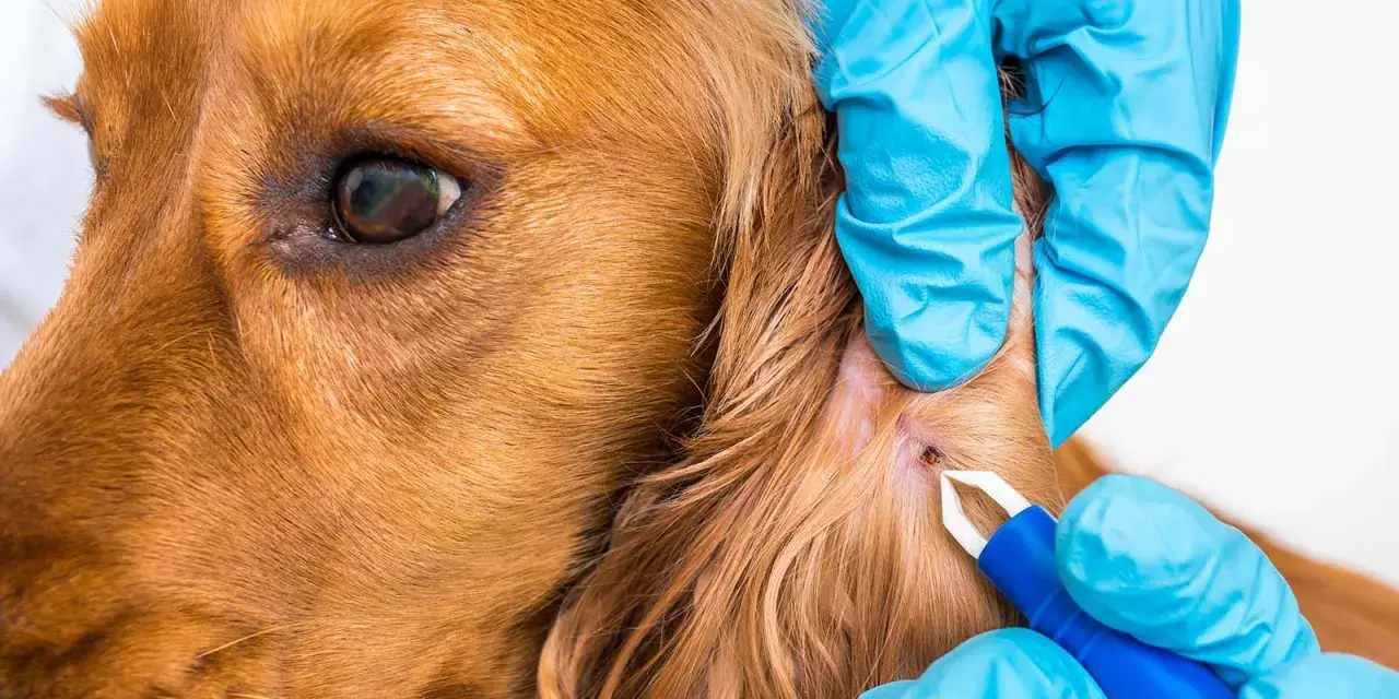 Veterinario retira una garrapata de la oreja de un perro. Existen varios tipos de garrapatas que pueden afectar a nuestras mascotas.
