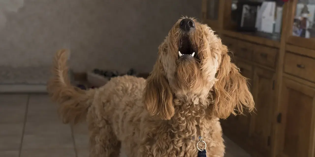 Un perro lanudo aúlla con la boca abierta. Parece que mi perro ladra cuando me voy, ¡y no le gusta nada!