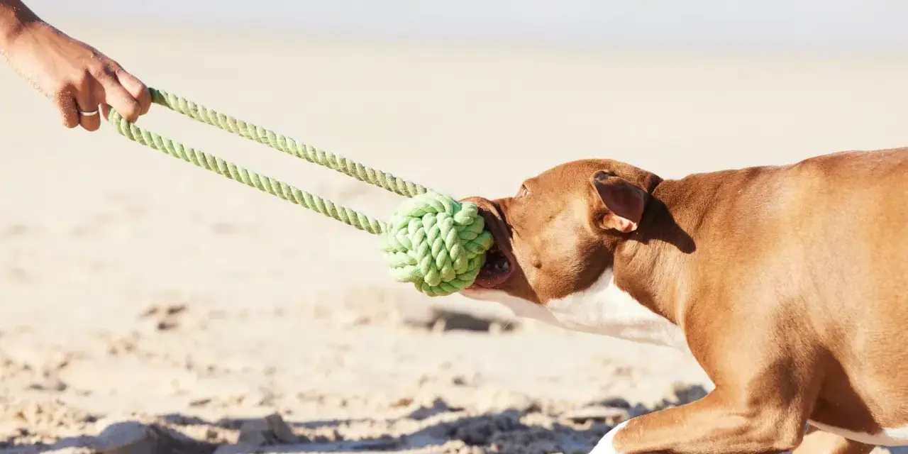 Perro marrón jugando a tirar de la cuerda en la playa, uno de los muchos juegos para perros.