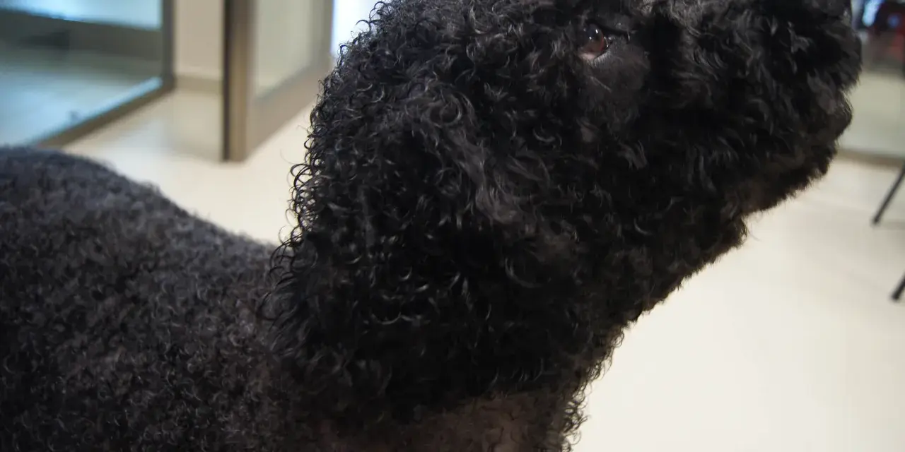 Perro de agua negro con un corte de pelo rizado y esponjoso, listo para nadar.