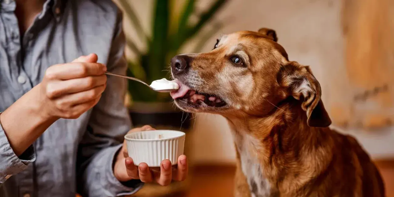 Un perro marrón disfruta de una cucharada de yogur ofrecida por una persona. ¡Los perros pueden comer yogur!