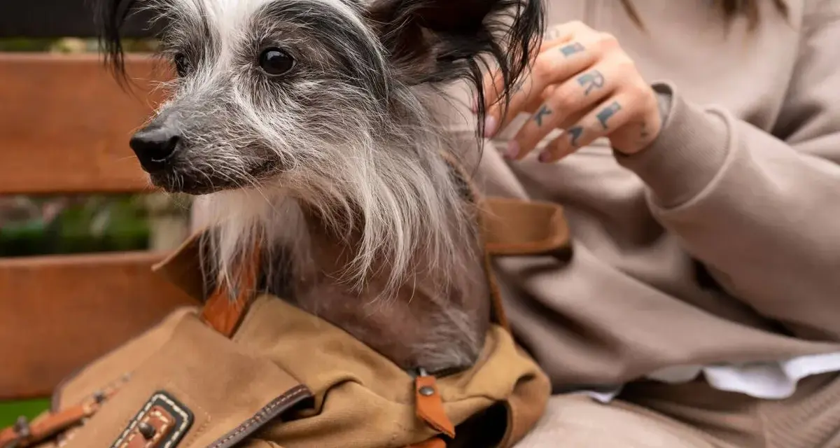 Un perro sin pelo, con un collar de cuero y una bolsa de lona, mira atentamente. Mi perro no ladra, pero observa todo con curiosidad.