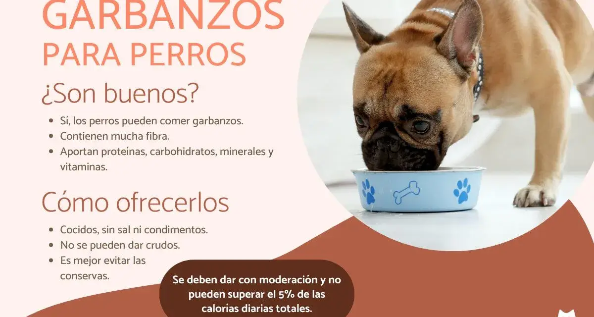 Un bulldog francés come de un cuenco azul. Los garbanzos son buenos para perros, aportando fibra y nutrientes.