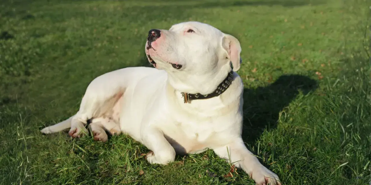 Un majestuoso dogo argentino blanco descansa en la hierba verde, con su collar tachonado brillando bajo el sol.