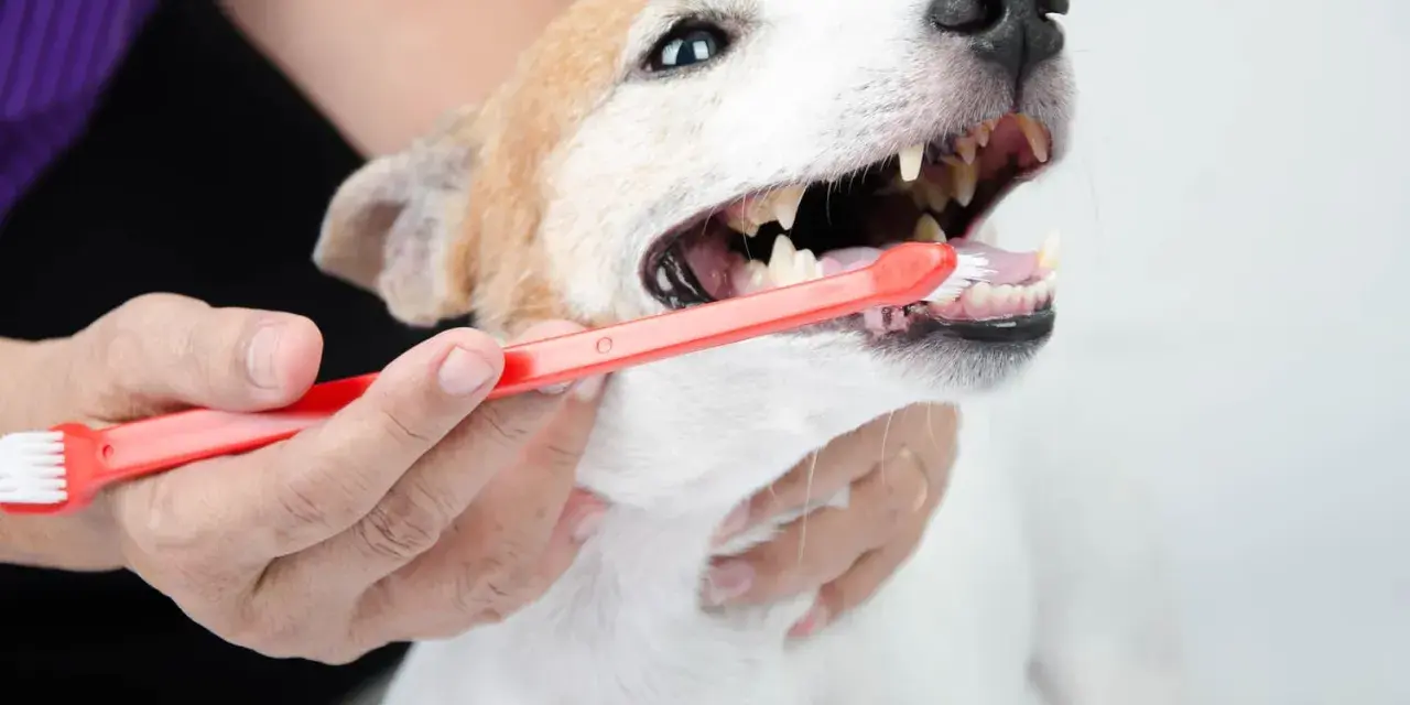Persona cepilla los dientes de su perro con un cepillo rojo. Cuidar la higiene bucal es esencial para limpiar dientes perro.