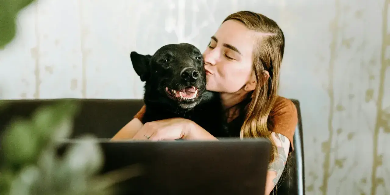 Mujer besa a su perro velcro, un labrador negro, mientras trabaja en su portátil.