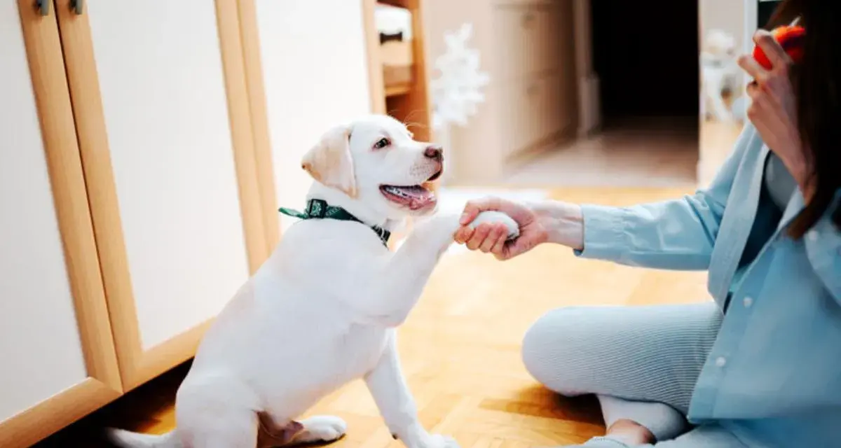 Un cachorro blanco da la pata a una persona, aprendiendo cómo jugar con un cachorro.