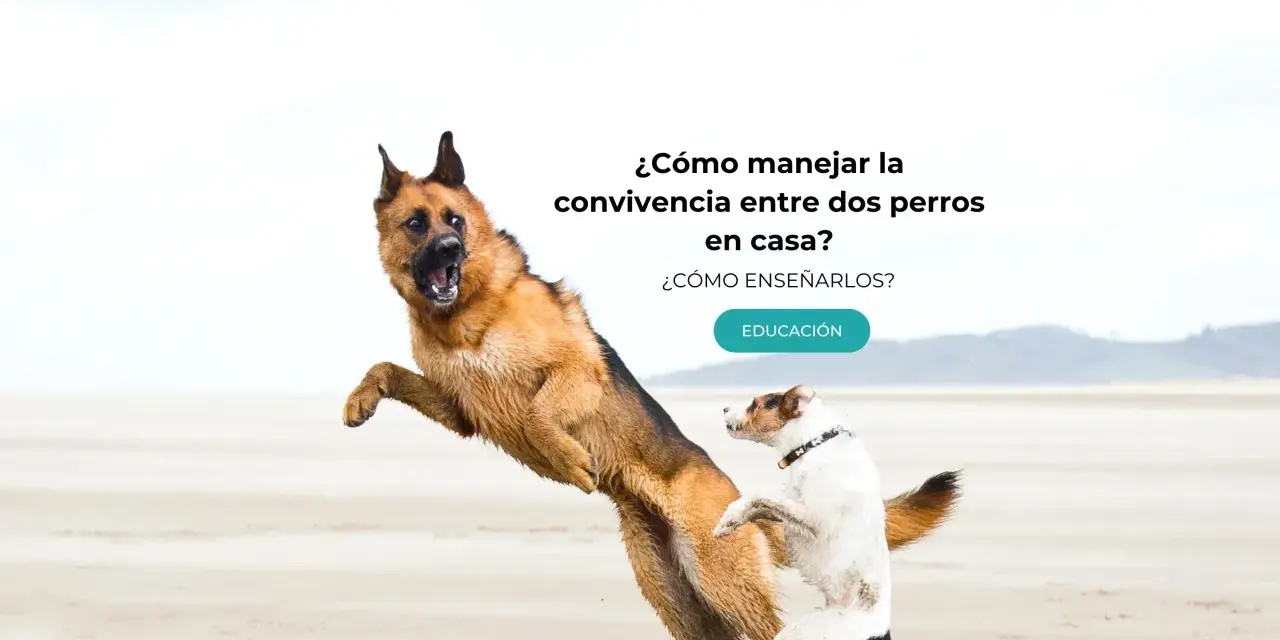 Un pastor alemán y un terrier juegan en la playa. Aprende cómo hacer que dos perros se lleven bien en casa.