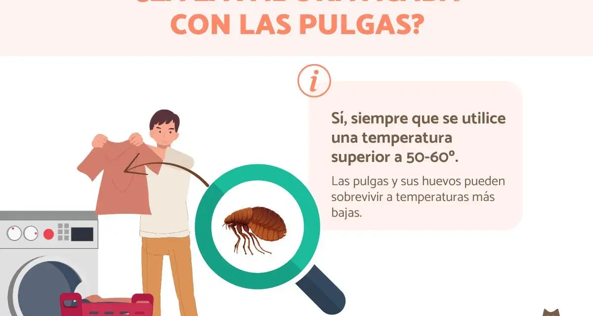 Un hombre muestra ropa cerca de una lavadora. Una lupa revela una pulga, indicando que las pulgas mueren en la lavadora con agua caliente.