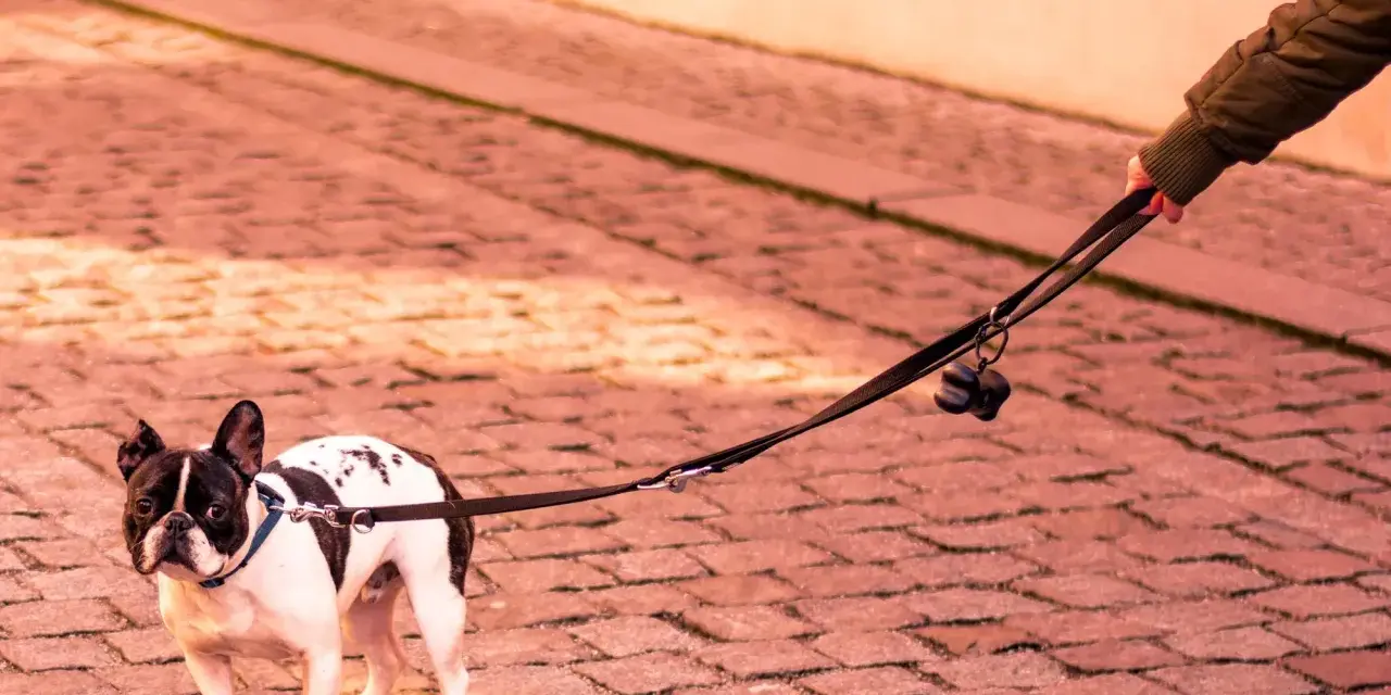 Un bulldog francés, con manchas negras y blancas, mira con desconfianza mientras mi perro no quiere salir a la calle.