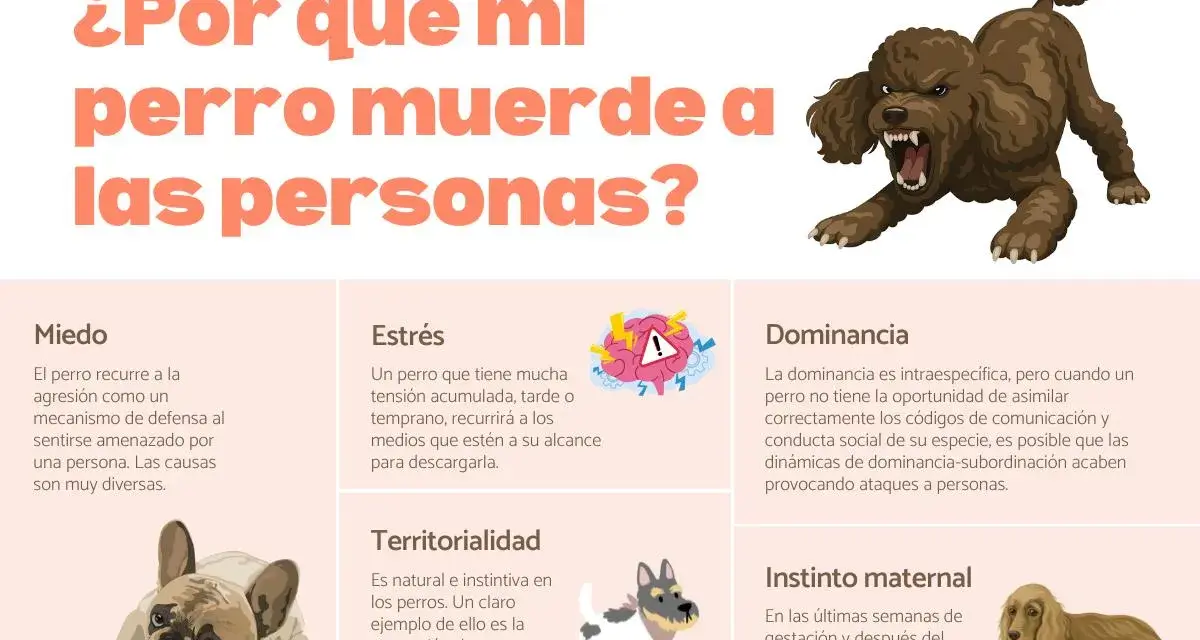 Un perro con miedo, que se siente amenazado, puede morder. La imagen muestra las causas de la agresión canina.