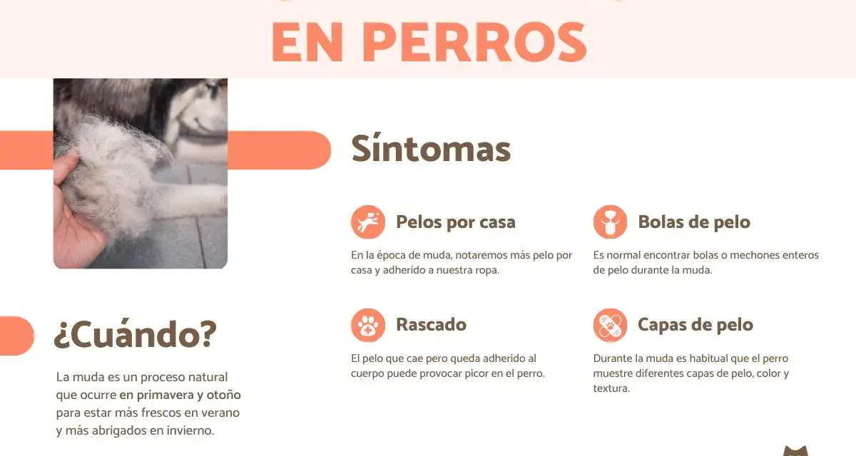 Infografía sobre cuándo mudan el pelo los perros, mostrando síntomas como pelos en casa, bolas de pelo, rascado y cambios en las capas de pelo.