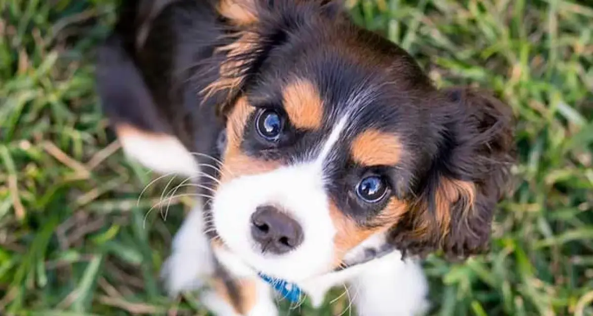 Cachorro tricolor con ojos curiosos, aprendiendo como enseñar a un cachorro a no morder.