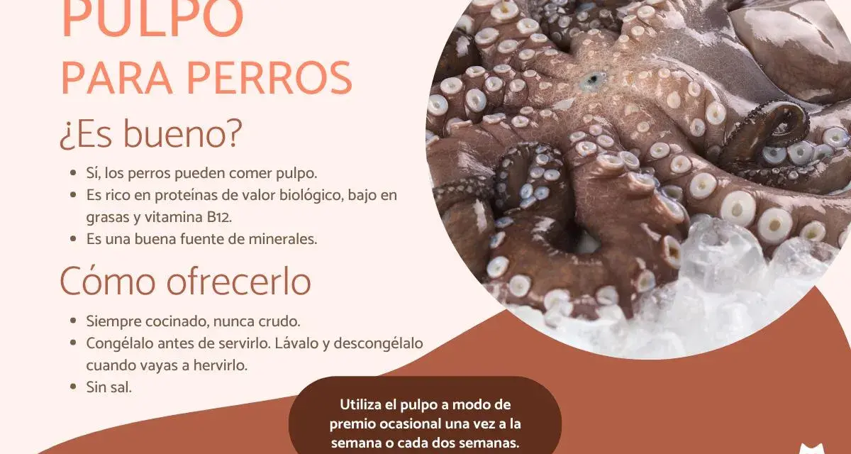 Pulpo para perros: sí, los perros pueden comer pulpo. Es nutritivo y bajo en grasa. Aquí te explicamos cómo ofrecerlo.