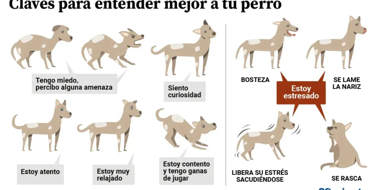 Ilustración muestra el **comportamiento canino** con diferentes posturas y expresiones, indicando estados como miedo, curiosidad, relajación, estrés y ganas de jugar.
