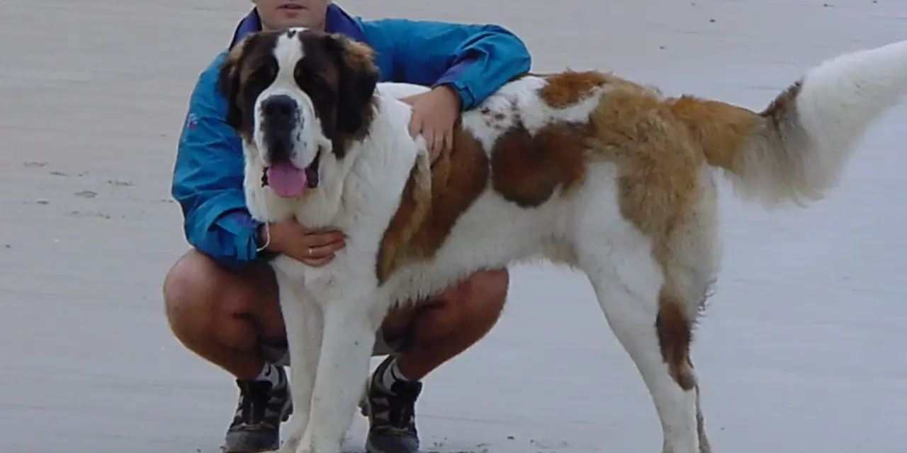Hombre con un perro san bernardo en la playa.