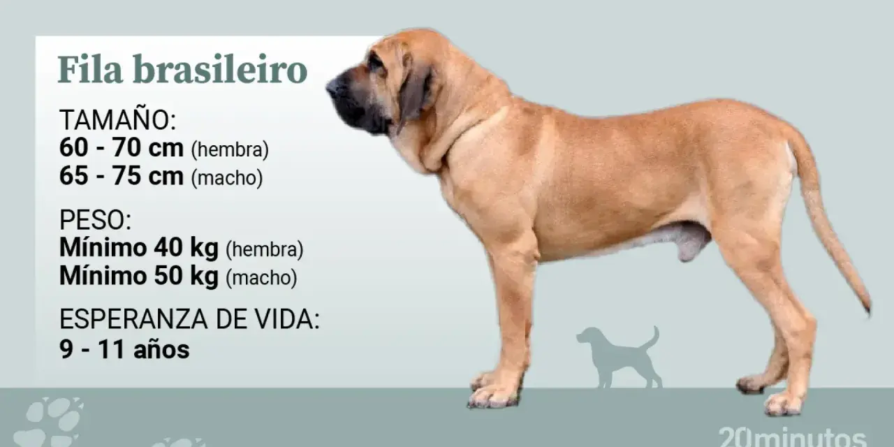 Un Fila Brasileiro, perro de gran tamaño y musculoso, con información sobre su altura, peso y esperanza de vida.