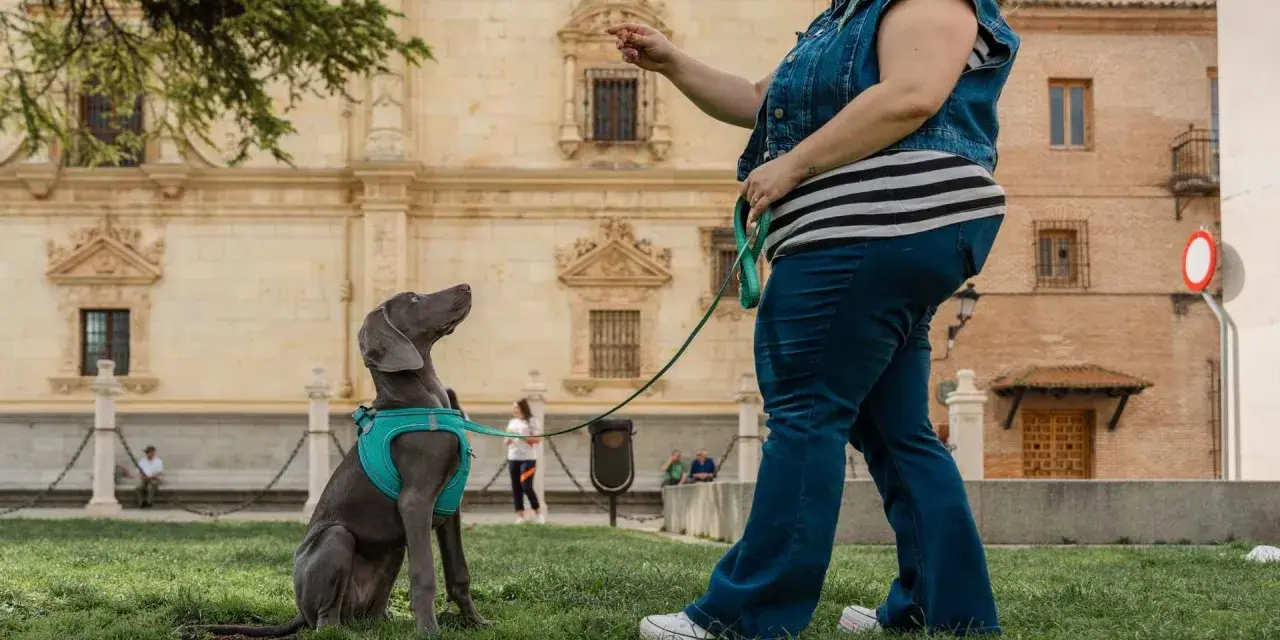 Entrenando a un perro weimaraner en un parque, aprendiendo a sentarse. La dueña le da una orden, un ejemplo de como educar a un perro.