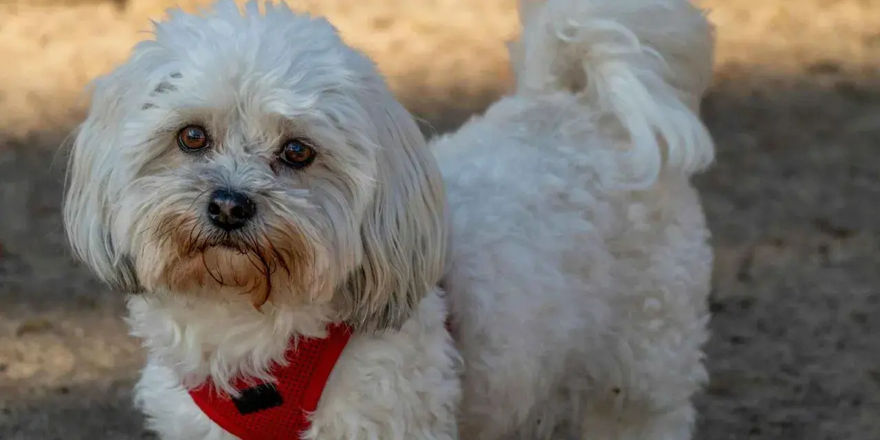 Un adorable Bichón Maltés con un estilo corte pelo esponjoso y un arnés rojo.
