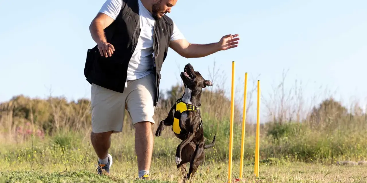 Hombre entrenando a su perro en un campo. El perro salta con entusiasmo mientras el hombre le da una orden.