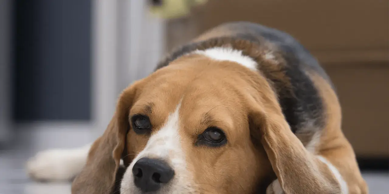 Un beagle triste y cansado, quizás afectado por giardia en perros, descansa en el suelo.