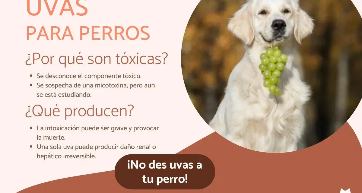 Un perro dorado sonríe con un racimo de uvas verdes en la boca. El texto advierte: "¡No des uvas a tu perro!" porque los perros pueden comer uvas y son tóxicas.