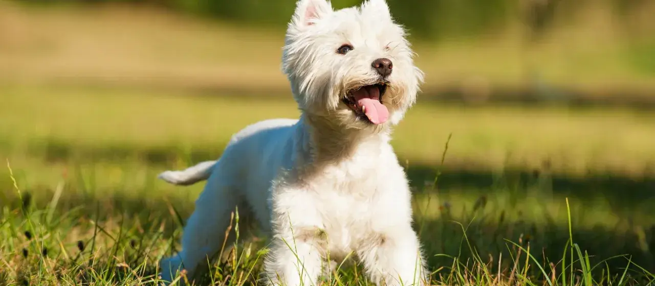 Un West Highland White Terrier blanco, con la lengua fuera, corre feliz por un campo verde y soleado.
