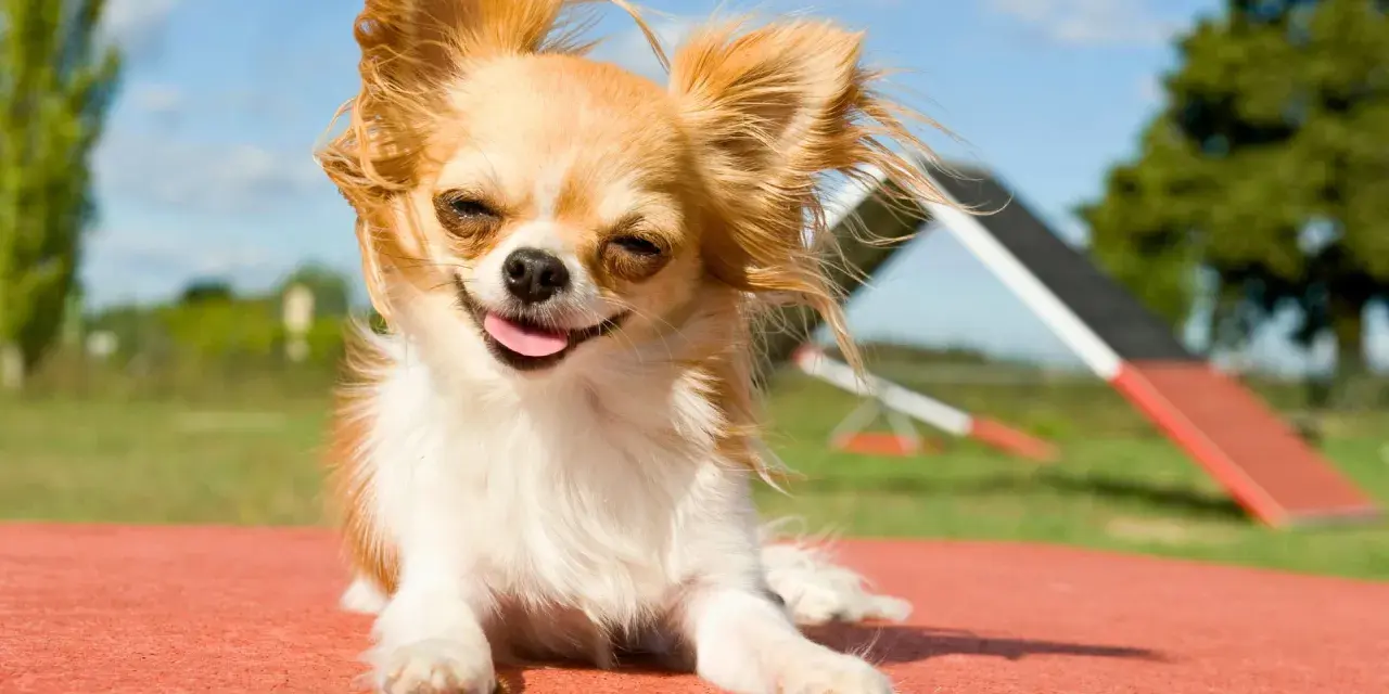 Chihuahua feliz y peludo, listo para su comida casera. Disfruta del sol y la vida.