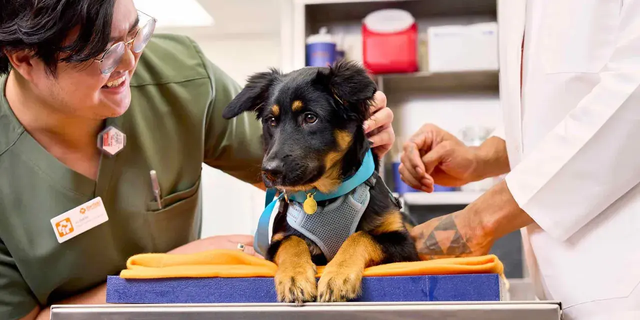 Veterinarios preparan a un cachorro para saber cuándo se puede castrar a un perro. El cachorro luce un arnés azul y un collar dorado.