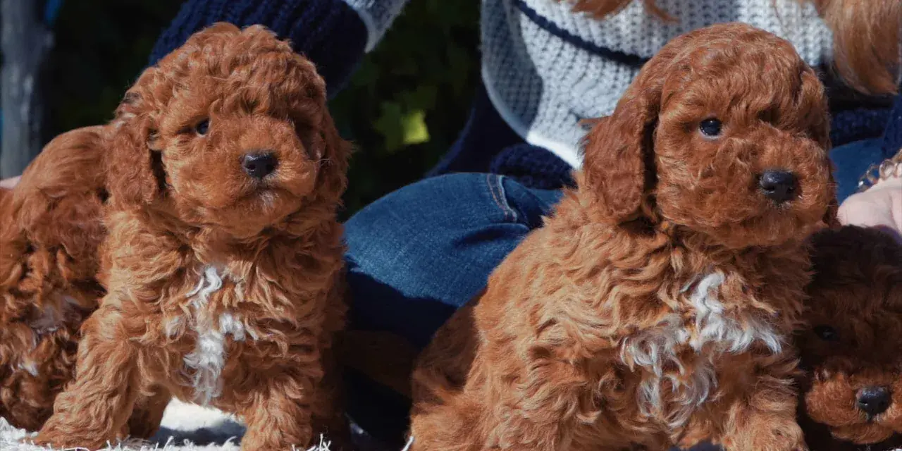 Tiernos cachorros de caniche con corte asiático, listos para conquistar corazones.