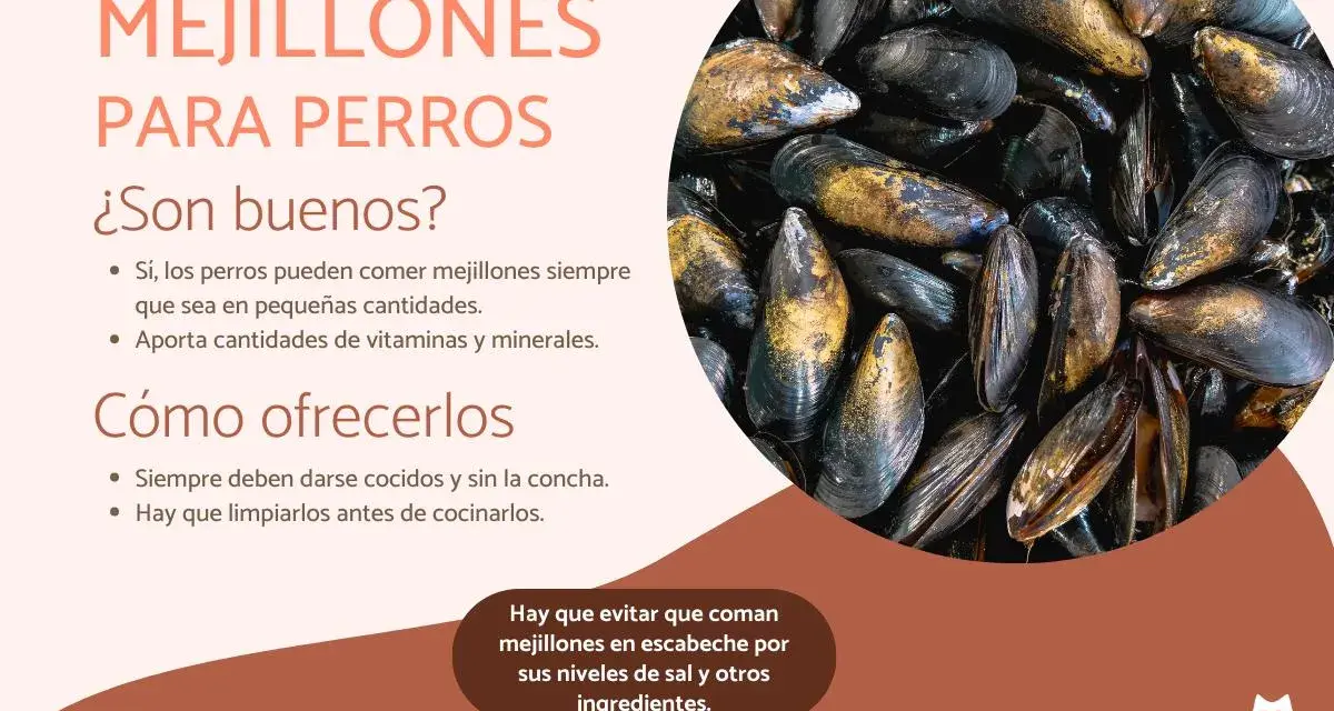 Los perros pueden comer mejillones cocidos y sin concha. Son una fuente de vitaminas y minerales, pero evita los escabechados.