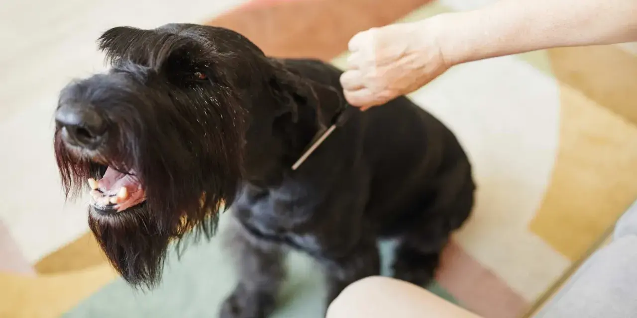 Un perro negro con barba larga y tupida, parece que le están haciendo stripping.