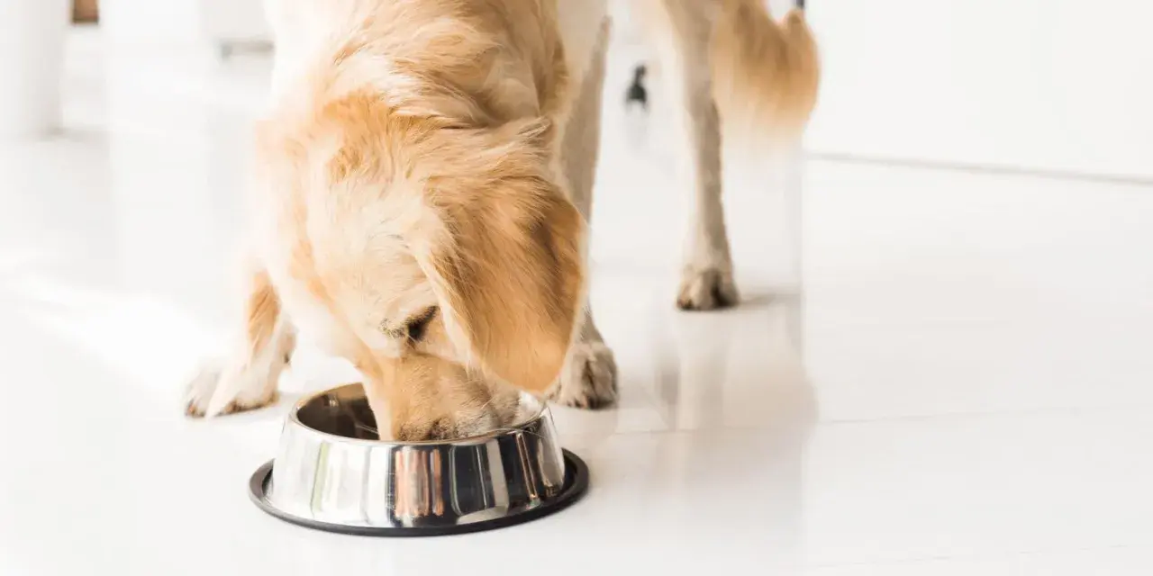 Golden retriever disfrutando de su dieta natural para perros.