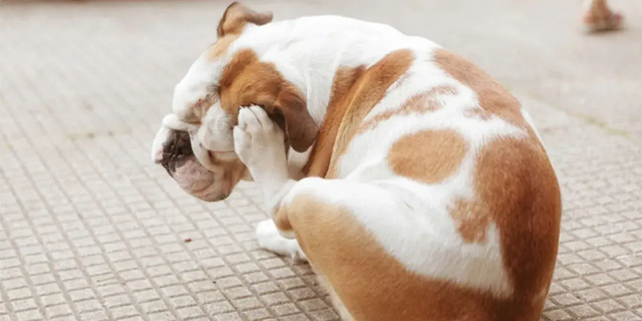 Bulldog se rasca la cara con la pata, indicando la necesidad de saber como eliminar las pulgas de mi perro.