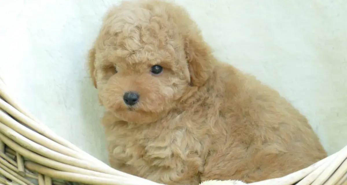 Adorable caniche toy pelado, color caramelo, acurrucado en una cesta de mimbre.