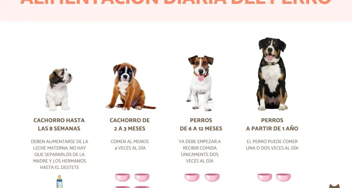 Cachorro de 2 a 3 meses come 4 veces al día. Imagen muestra perros de diferentes edades y sus porciones de comida.