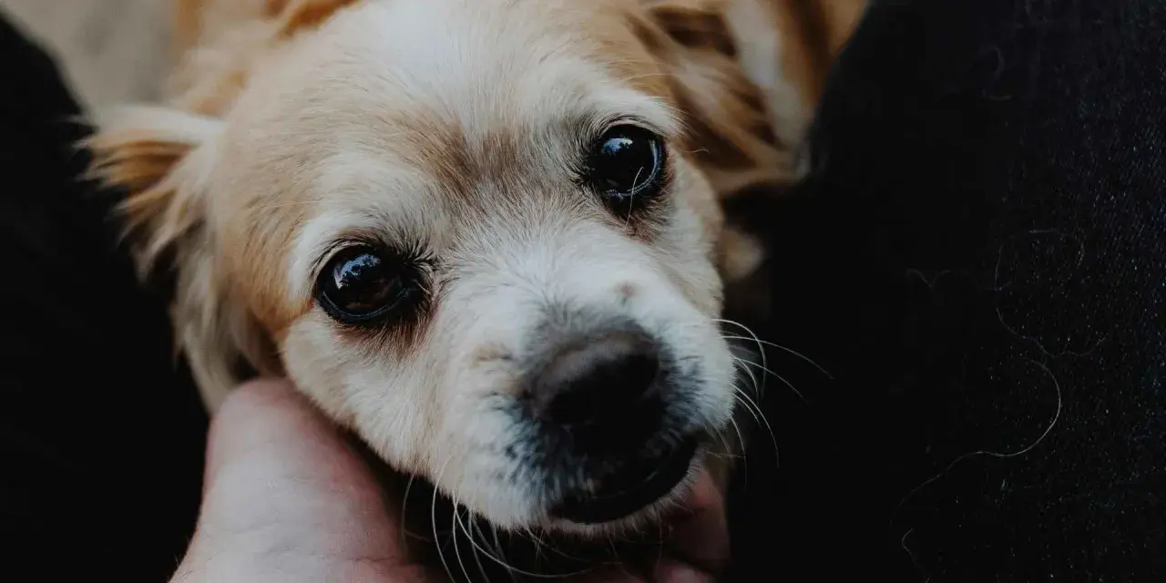 Un perro hiperactivo, con ojos grandes y brillantes, mira con ternura mientras una mano acaricia su cabeza.
