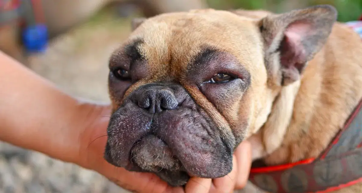 Perro con cara hinchada por picadura de avispa. Busca remedios caseros para picadura de avispa en perros.